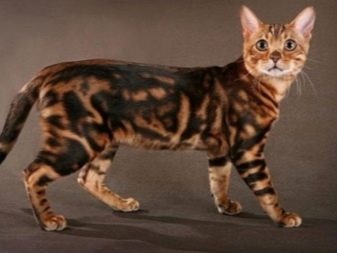 Бенгальская кошка какие бывают окрасы