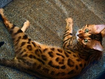 Бенгальская кошка какие бывают окрасы
