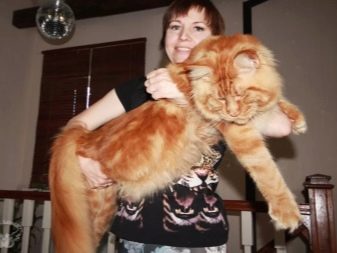 Порода мейкун кошка размеры