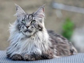 Порода мейкун кошка размеры
