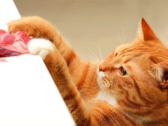 Кошки британской породы фото рыжий окрас