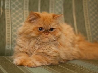 Порода кошек перс фото рыжие