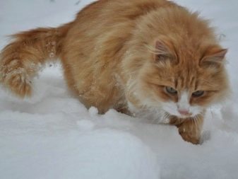 Сибирская рыжая кошка описание породы