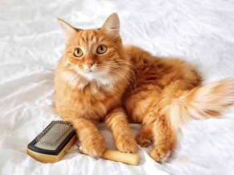 Сибирская кошка описание породы фото рыжая