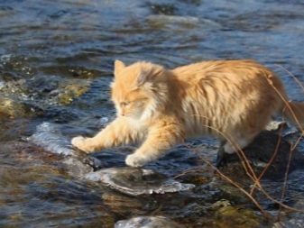 Сибирская порода кошек рыжий окрас