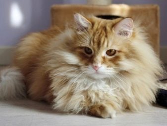 Кошки сибирской породы фото рыжие фото thumbnail