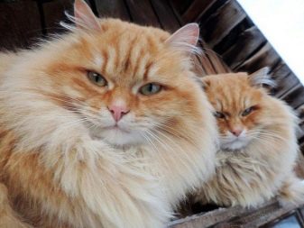 Сибирская порода кошек рыжего окраса