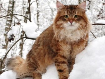 Русская рыжая кошка порода