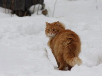 Порода кошек рыжая пушистая сибирская