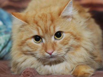 Сибирская рыжая кошка описание породы