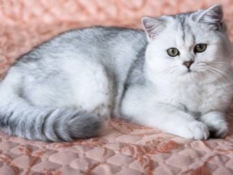 Серебристая британская порода кошек