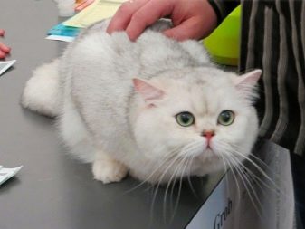 Британская порода кошек окрас серебряная шиншилла
