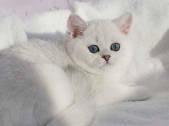 Кошки британской породы серебристого окраса thumbnail