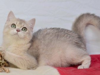 О породе британских и шотландских кошек серебристого окраса