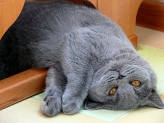 Порода кошек серый британец фото
