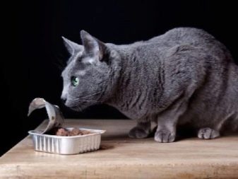 Порода кошек британец серый thumbnail