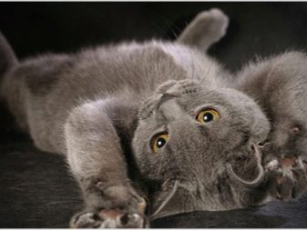 Кошка серого цвета британской породы фото