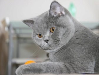 Порода кошек серого цвета британец