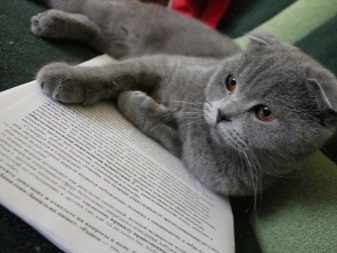Порода кошек серый британец фото