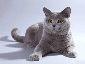 Кошки породы британец серый фото