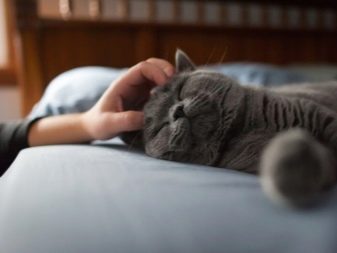 Фото кошек британской породы серого цвета thumbnail