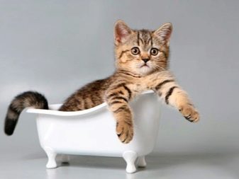 Сколько раз мыть кошку противогрибковым шампунем