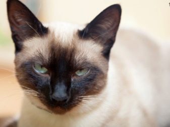 Фото кошки тайской или сиамской породы