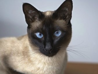 Характер кошки сиамской породы