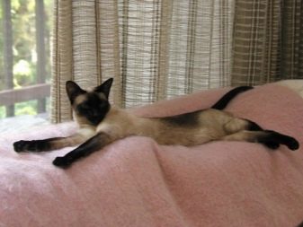 Особенности кошек сиамской породы thumbnail