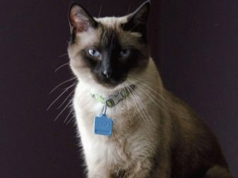 Характер кошки сиамской породы