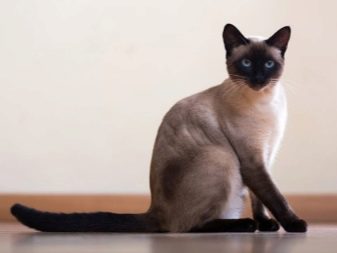 Порода кошек сиамских какие они