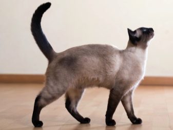 Признак породы сиамских кошек