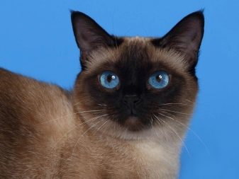 Кошки характер и уход сиамская порода