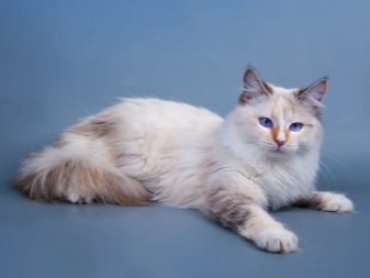 Белая сибирская кошка описание породы фото