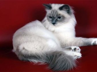 Кошка сибирской породы белого окраса