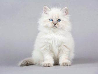 Сибирская порода кошек белого окраса