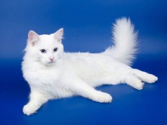 Порода кошек белые с голубыми глазами сибирская