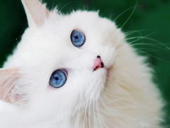 Сибирская порода кошек белая фото