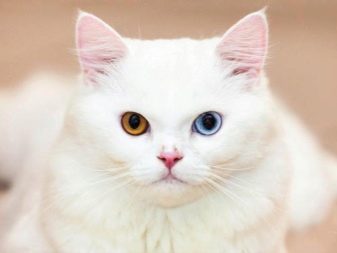 Белая сибирская порода кошек фото и описание