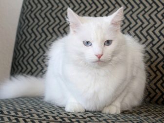 Порода кошек белые с голубыми глазами сибирская