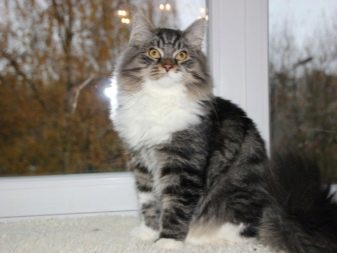 Сибирская порода кошек серый окрас