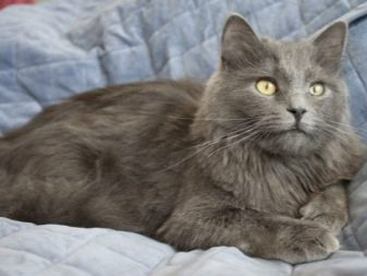 Сибирская порода кошек серый окрас