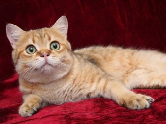 Британская кошка лиловая сколько живут thumbnail