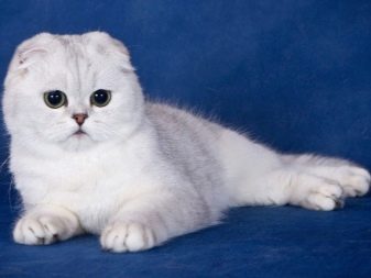Сколько живут кошки породы британцы thumbnail