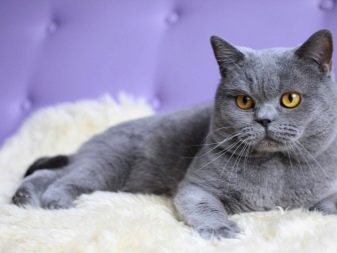 Сколько живут кошки британской породы в домашних