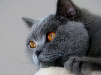 Сколько живут голубые британские кошки