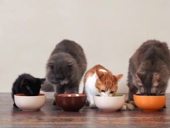 Сколько давать сухого корма для кошек