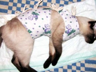 Сиамская тайская кошка сколько живет