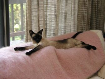 Сколько живут стерилизованные сиамские кошки thumbnail