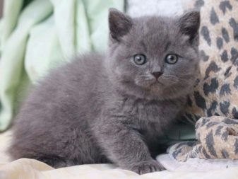 Клички для кошек британской породы серого цвета